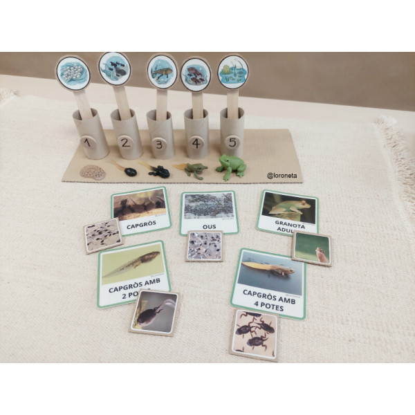 Cicle de vida de la granota.