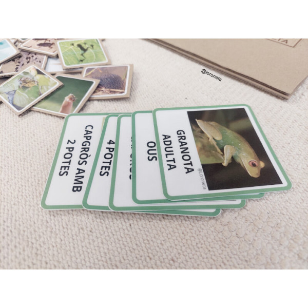 Ciclo de vida de la rana.