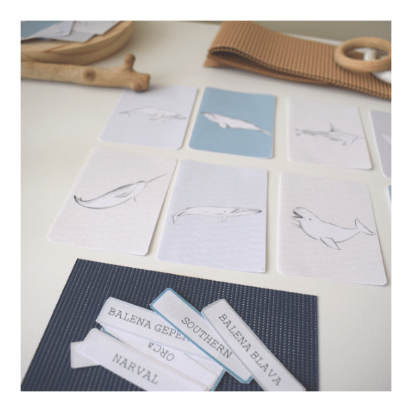 Projectes les ballenes