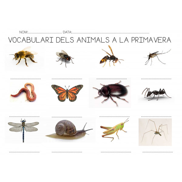 VOCABULARI DE LA PRIMAVERA