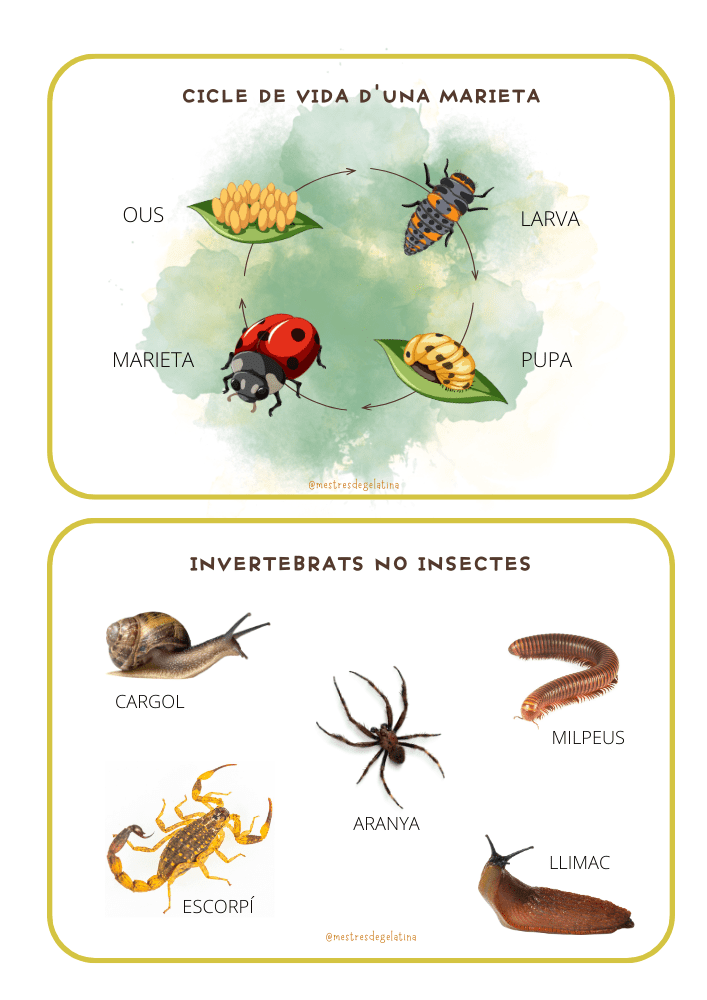 Profes Papel Tijera Dossier D Insectes