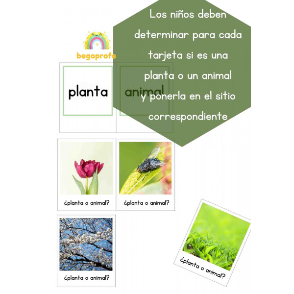 ¿Planta o animal? Juego clasificación primavera