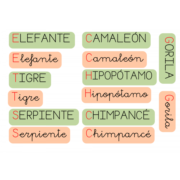 Animales de la selva - Vocabulario