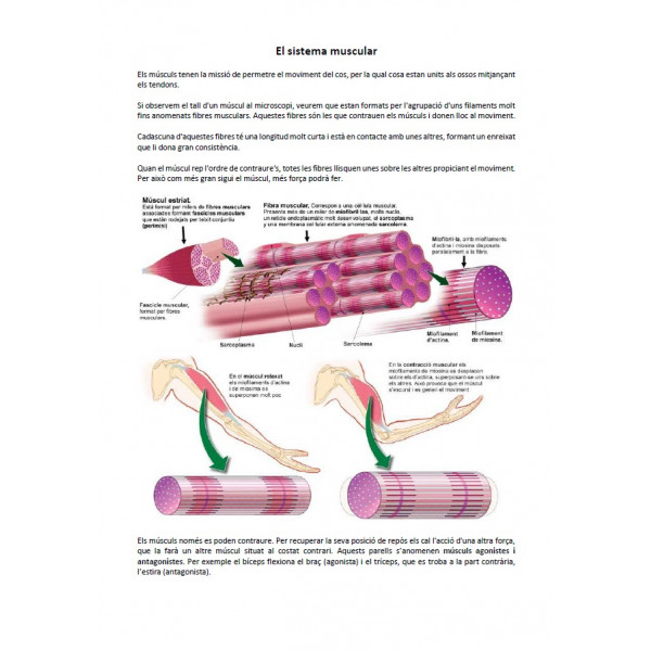 Pack: Els aparells del cos humà
