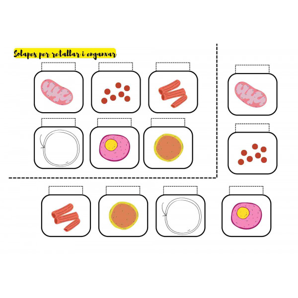 APUNTS INTERACTIUS SOBRE CÈL·LULES