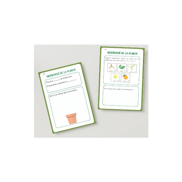 Botànica - El cicle de les plantes