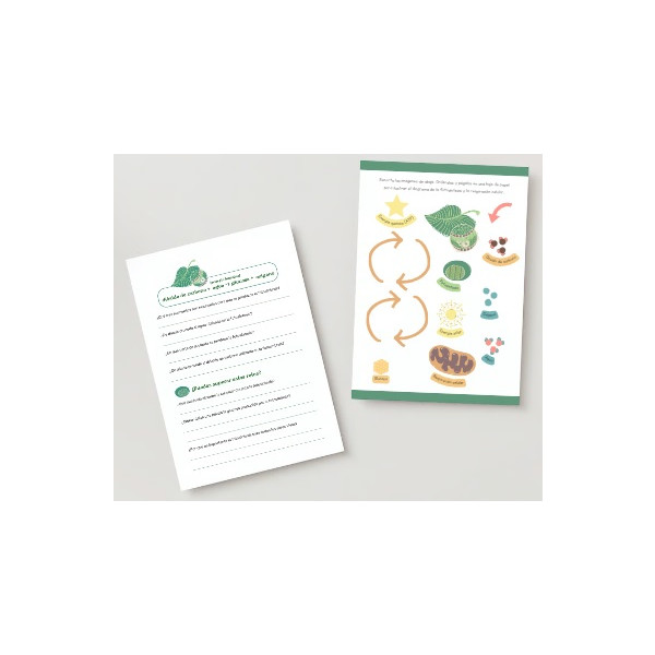 La fotosíntesis: información y propuestas