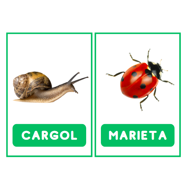 TARGETES VOCABULARI PRIMAVERA