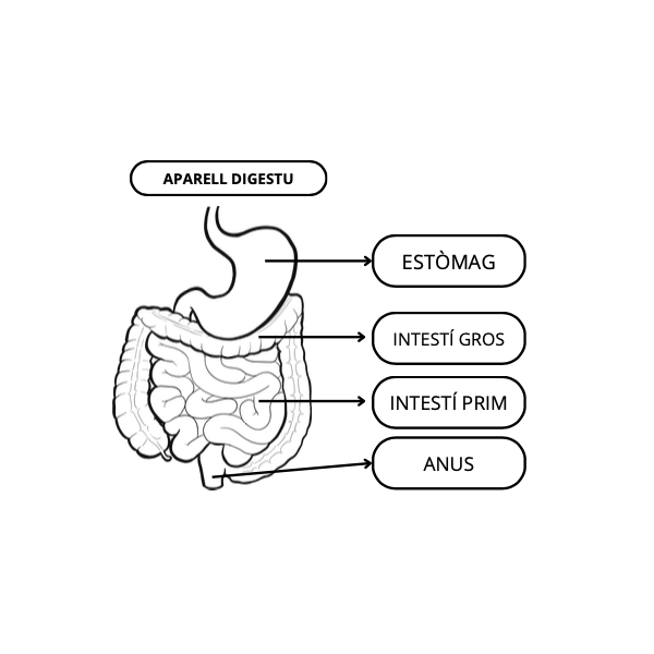 VOCABULARI APARELLS (NUTRICIÓ)