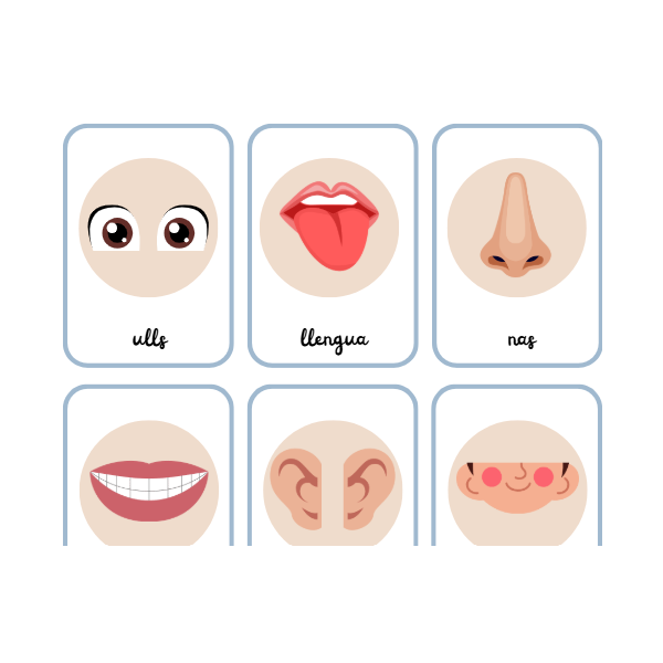 Targetes de vocabulari de les parts del cos