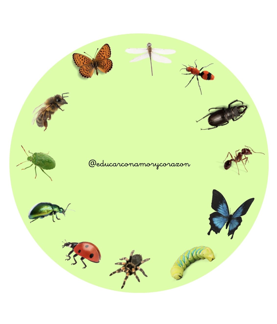 Ruleta Atención Flores e Insectos