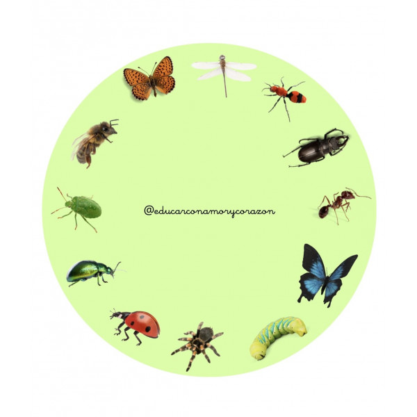 Ruleta Atención Flores e Insectos