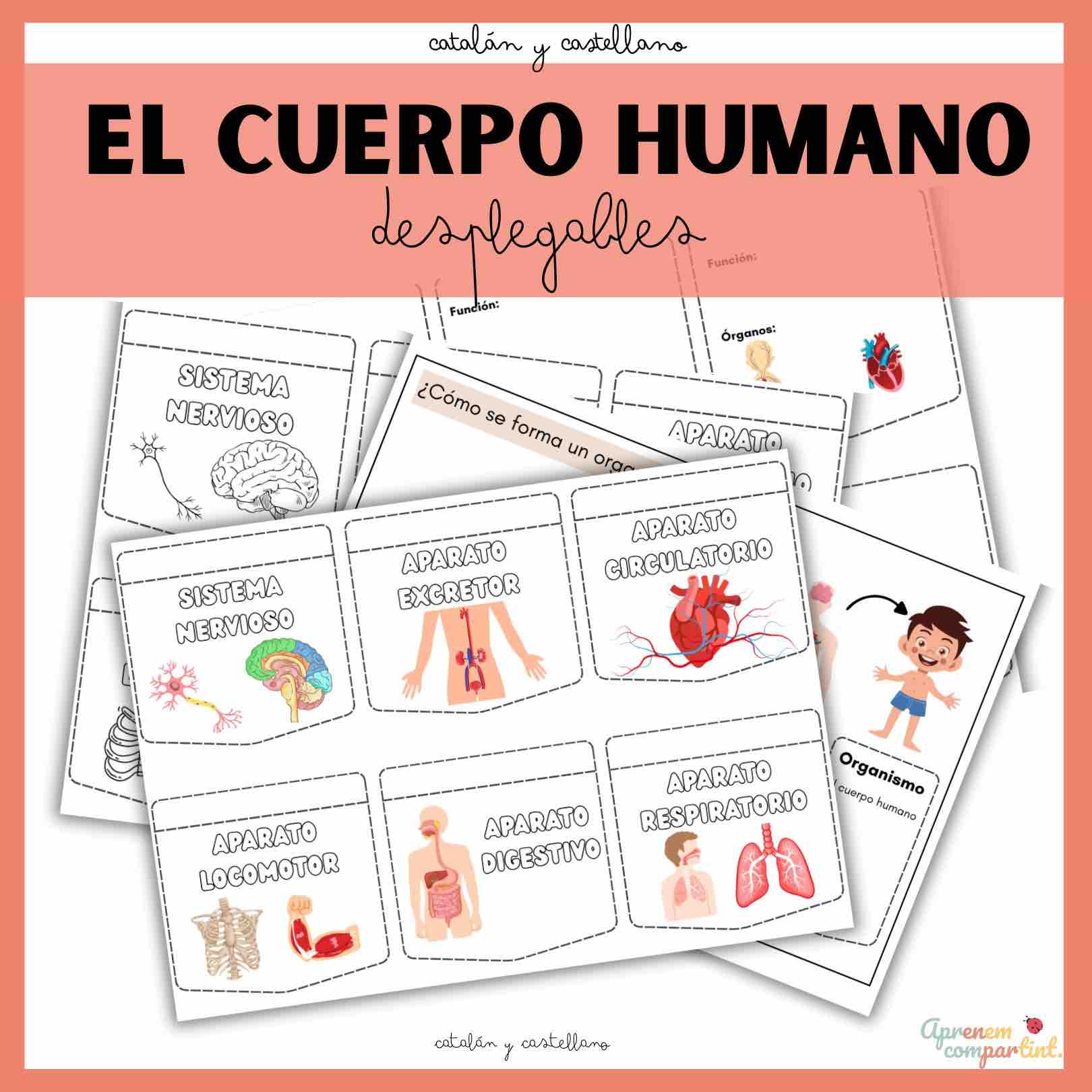 El cos humà_desplegables (Català i Castellà)