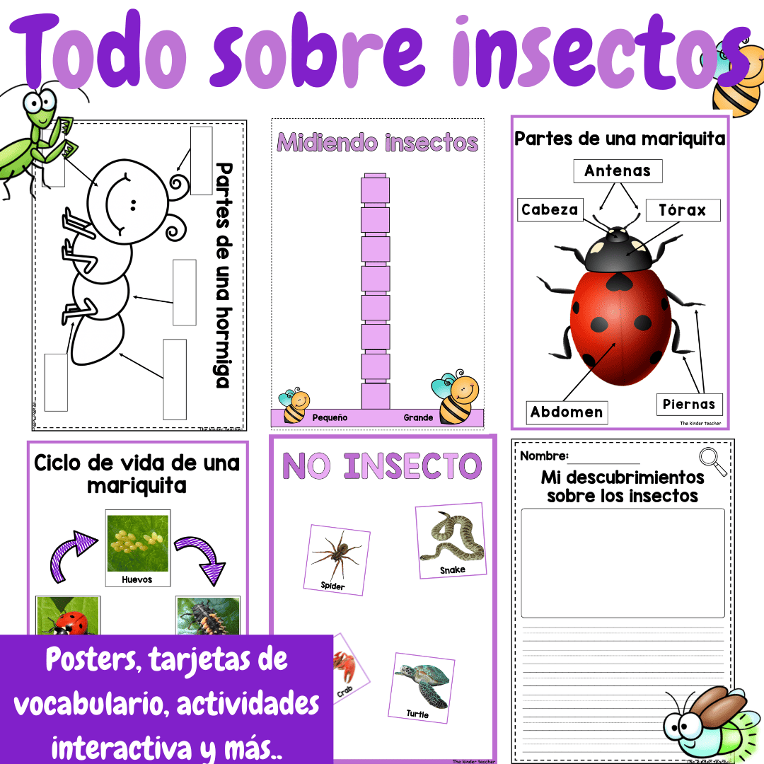 Todo sobre los insectos - Rincón de ciencias - Educación primaria e Infantil