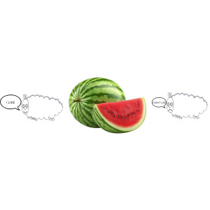 The very hungry caterpillar (primero de primaria)