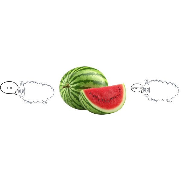 The very hungry caterpillar (primero de primaria)