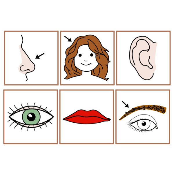 Asociar imagen con pictograma partes del cuerpo