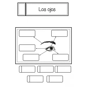 Los ojos (cuaderno interactivo)