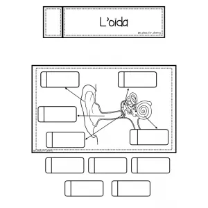 L'oïda (quadern interactiu)