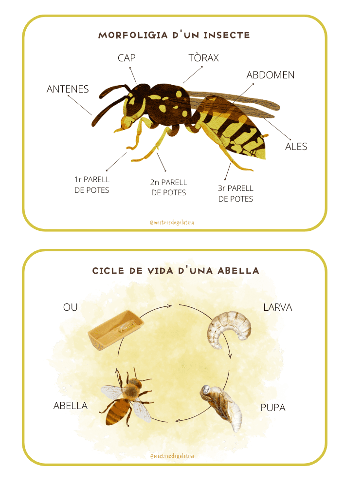 Profes Papel Tijera DOSSIER D INSECTES