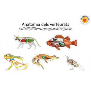 Anatomia: Parts dels Vertebrats