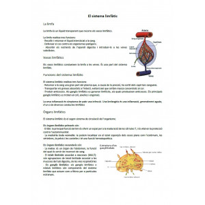 Sistema limfàtic: informació