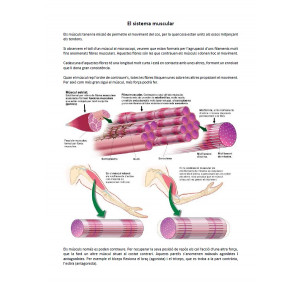 Sistema muscular: informació