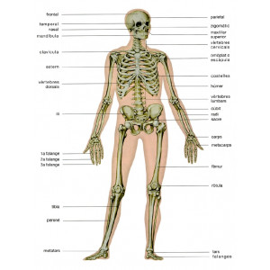 Esquelet humà