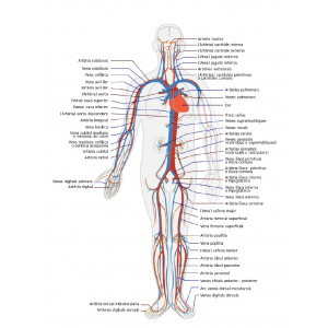 Sistema circulatori - Làmina