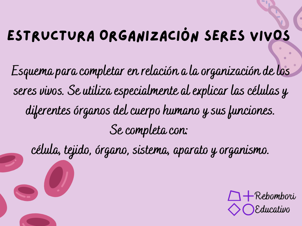 Esquema estructura de organización de los seres vivos