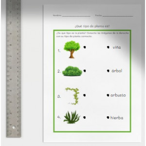 Tipos de planta