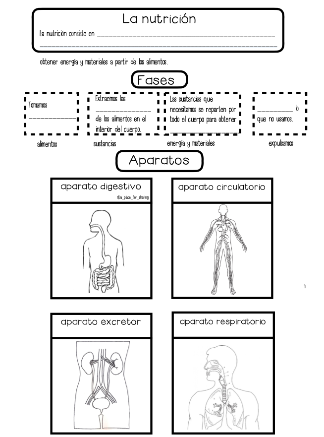 Funciones Vitales Ficha Interactiva Y Descargable Puedes Hacer Los Images