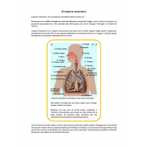 Sistema respiratori: informació