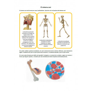 Sistema ossi: informació